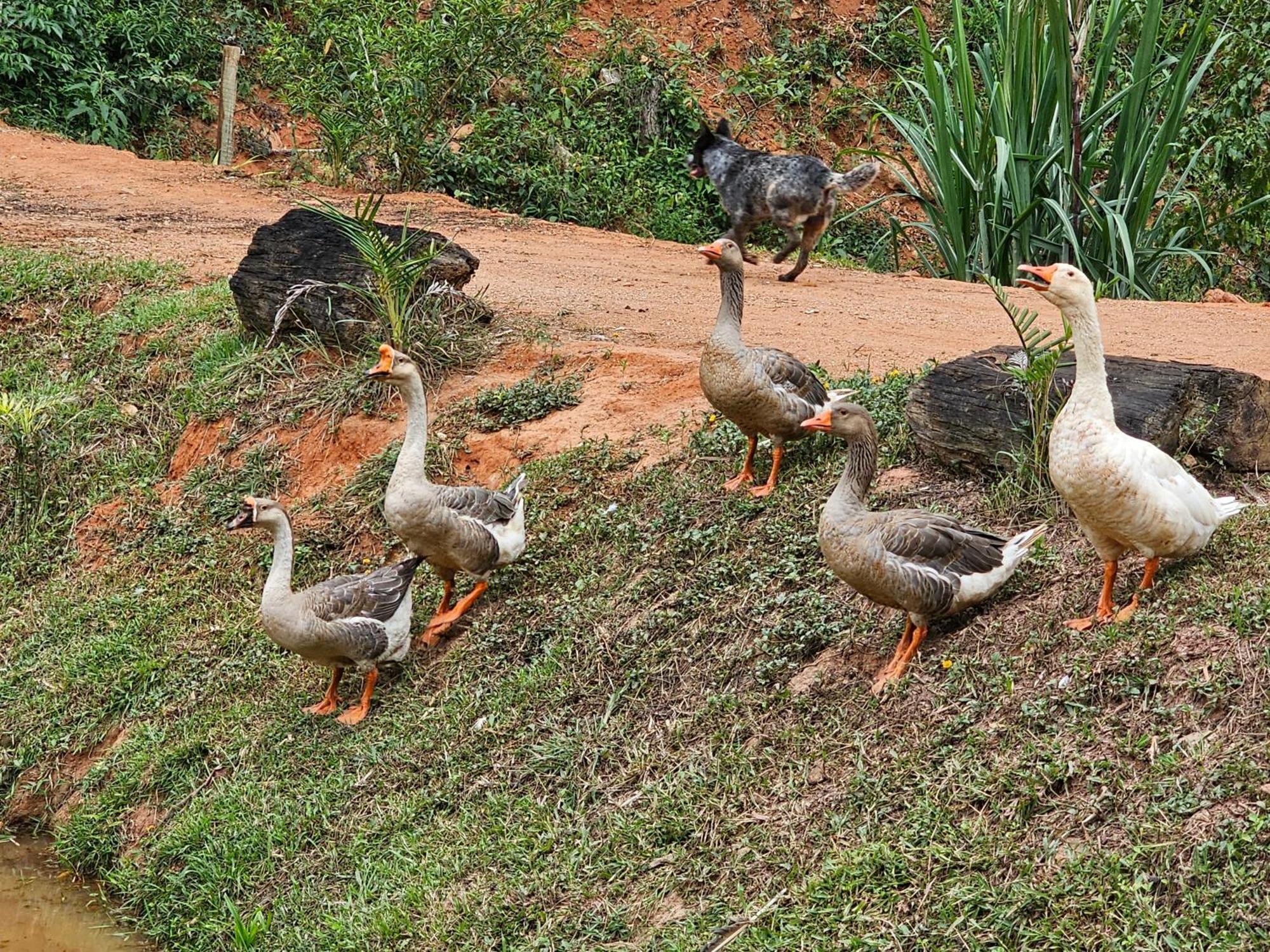 Villa Sitio Reis Membeca Paraíba do Sul Esterno foto